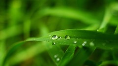 Nature grass water drops