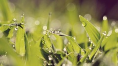 Nature grass water drops