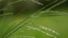 Nature grass water drops