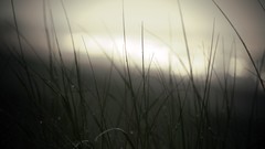 Nature grass water drops