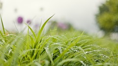 Nature grass water drops blurred background depth of field