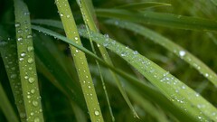 nature grass water drops Green Plants macro leaves