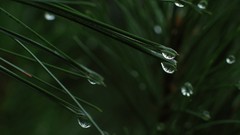 Nature grass water Green water drops