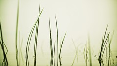 Nature grass water monochrome