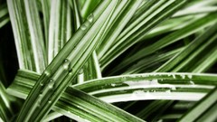 Nature grass water Plants