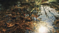 Nature grass water sunlight