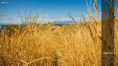 Nature grass wheat August Calendar Smashing magazine