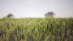 Nature grass wheat fields depth of field
