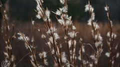 Nature grass white Green Plants fluffy brown fields flora