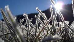 Nature grass winter frost