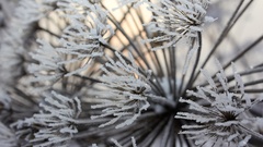 Nature grass winter gray sun blue white ice orange Frozen by 