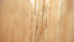 Nature grass yellow stem bokeh smooth depth of field warm colors