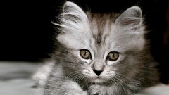 Nature gray Animals cats Kittens