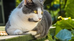 Nature gray Animals cats Mammals