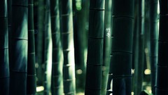 Nature Green bamboo