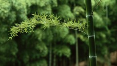 Nature Green bamboo