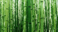 Nature Green bamboo
