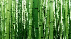 Nature Green bamboo