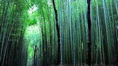 Nature Green bamboo