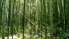 Nature Green bamboo forests
