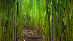 Nature Green bamboo Hawaii forests Highways misterious