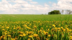 Nature Green bit reach