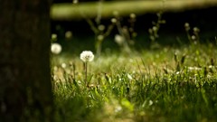 Nature Green bokeh depth of field