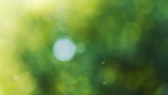 Nature Green bokeh july