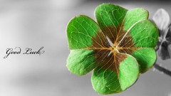 Nature Green clover leaf