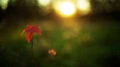 Nature Green depth of field