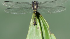 Nature Green dragonfly insects