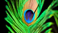 Nature Green feathers Peacocks