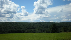 Nature Green field forest