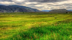 Nature Green fields outdoors