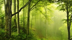 Nature Green forests