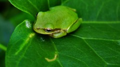 Nature Green Frogs amphibians