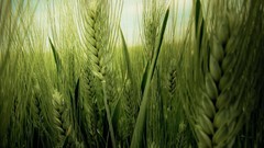 Nature Green grain ILCJ