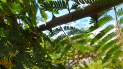 Nature Green insects Beetles