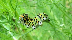 Nature Green insects caterpillars