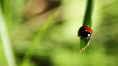 Nature Green insects depth of field ladybirds