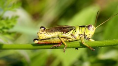Nature Green insects grasshopper camouflage