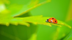 Nature Green insects ladybirds