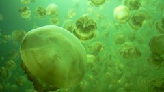 Nature Green jellyfish