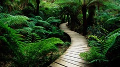 Nature Green jungle paths trial