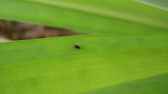 Nature Green leaf high