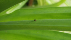 Nature Green leaf high