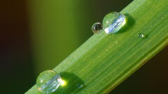 nature Green macro water drops dew Plants