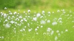 Nature Green meadows