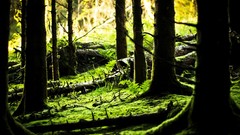 Nature Green moss Ireland forests