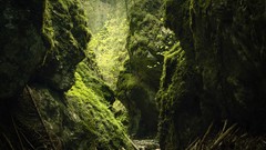 Nature Green moss rocks forests